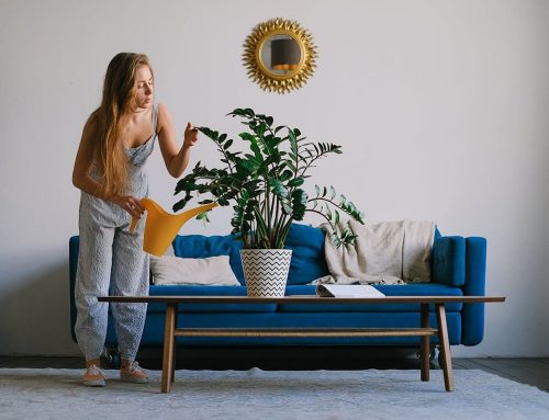 Plante de interior: ghid complet de ingrijire si selectie pentru camera, dormitor si birou