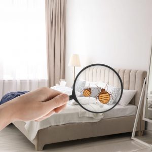 Cum identifici prezenta plosnitelor de pat: semne timpurii si solutii de igienizare