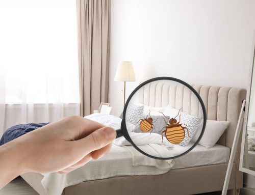 Cum identifici prezenta plosnitelor de pat: semne timpurii si solutii de igienizare